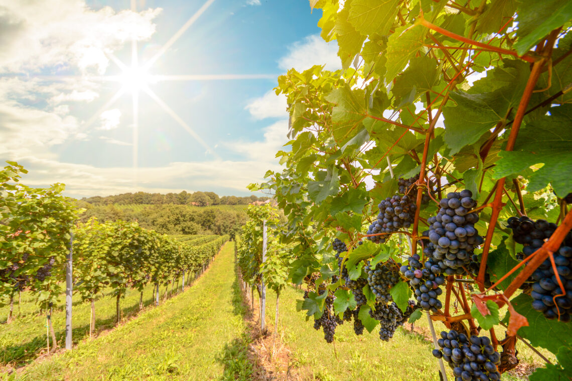 Sunshine over vineyard with red wine grapes in late summer, Napa Valley, CA